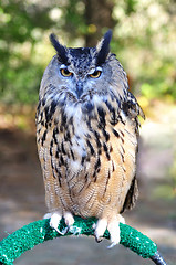 Image showing Great Horned Owl