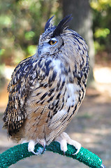 Image showing Great Horned Owl 