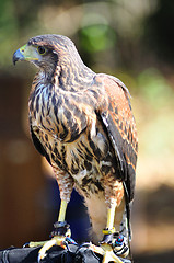 Image showing Hawk sitting on the glove 