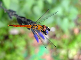 Image showing Dragonfly-upper view