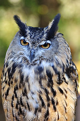 Image showing Great Horned Owl