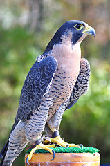 Image showing Peregrine Falcon 