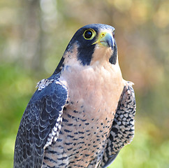 Image showing Peregrine Falcon