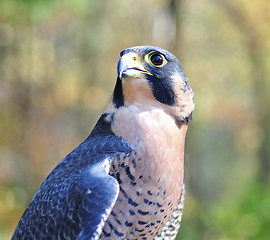 Image showing Peregrine Falcon