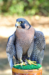Image showing Peregrine Falcon