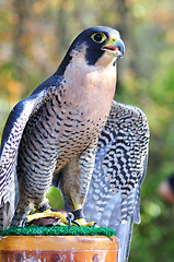 Image showing Peregrine Falcon