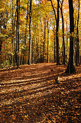 Image showing autumn forest 