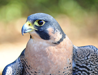 Image showing Peregrine Falcon