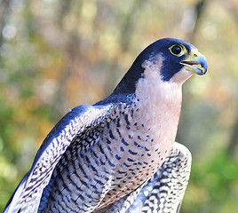 Image showing Peregrine Falcon