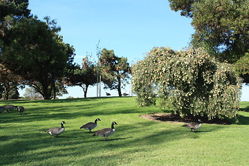 Image showing Geese still roaming the park