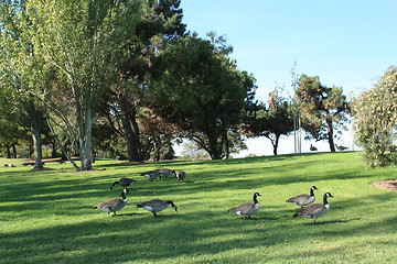 Image showing Geese roaming the park