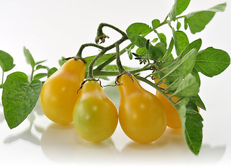 Image showing yellow tomatoes 