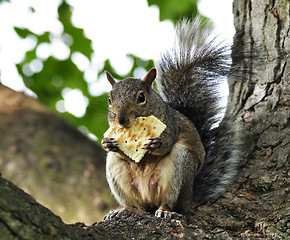 Image showing grey squirrel