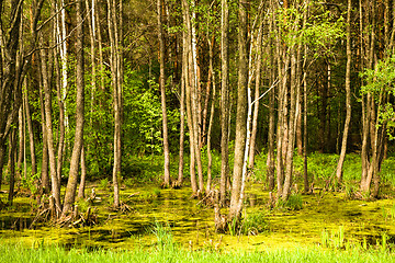 Image showing trees growing in the swamp