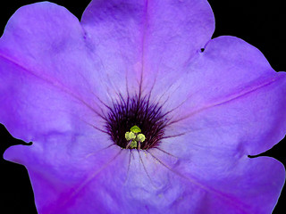 Image showing petunia flower