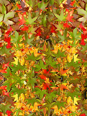 Image showing Colorful autumn leaves