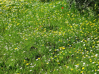 Image showing Flower fields. Linou. Cyprus