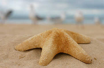 Image showing Starfish on sand