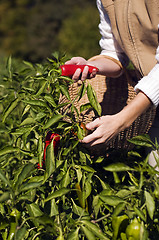 Image showing Pepper picking