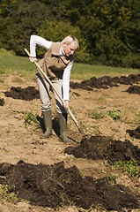 Image showing Gardening