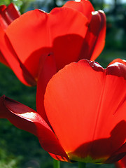 Image showing Red tulips