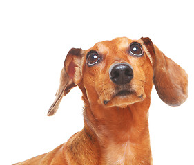 Image showing dachshund dog look up