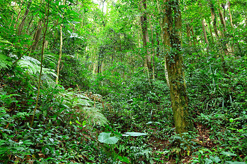 Image showing green forest