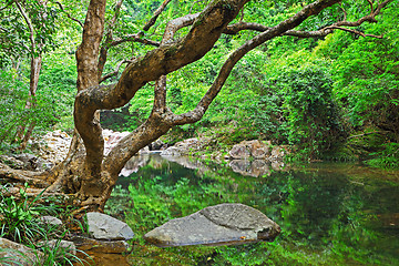 Image showing forest with water and tree