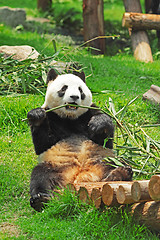 Image showing panda