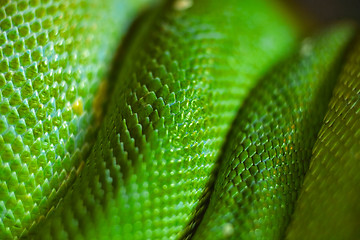 Image showing green snake skin