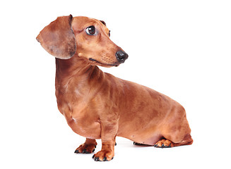 Image showing dachshund dog