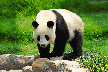 Image showing panda