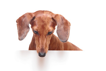 Image showing dachshund dog looking down