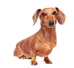 Image showing dachshund dog