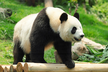 Image showing panda