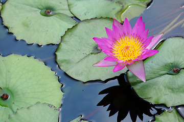 Image showing waterlily