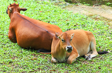 Image showing country cow