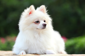 Image showing pomeranian dog