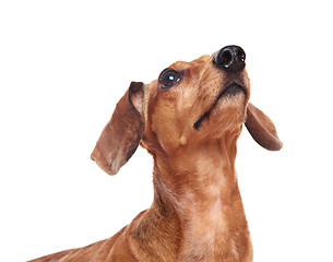 Image showing dachshund dog looking up