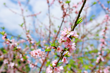 Image showing peach blossom