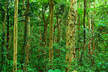 Image showing forest