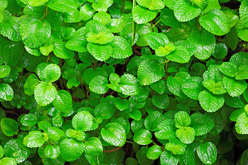 Image showing plant background