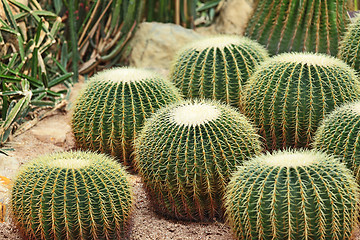 Image showing Cactus in Desert