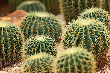 Image showing Cactus in Desert