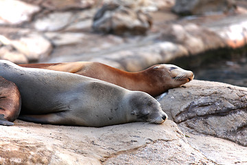 Image showing Sleeping sea lions