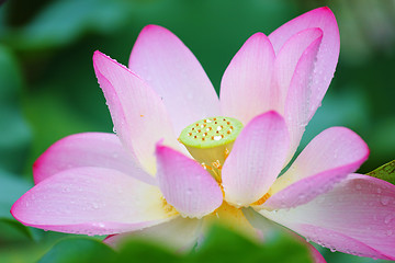 Image showing lotus flower