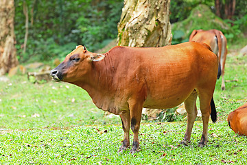 Image showing Cow