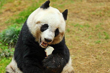 Image showing panda