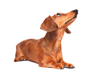 Image showing dachshund dog look up