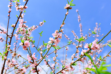 Image showing peach blossom